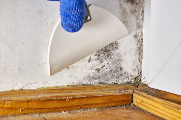 Trusted Marmaduke, AR Mold Removal Experts